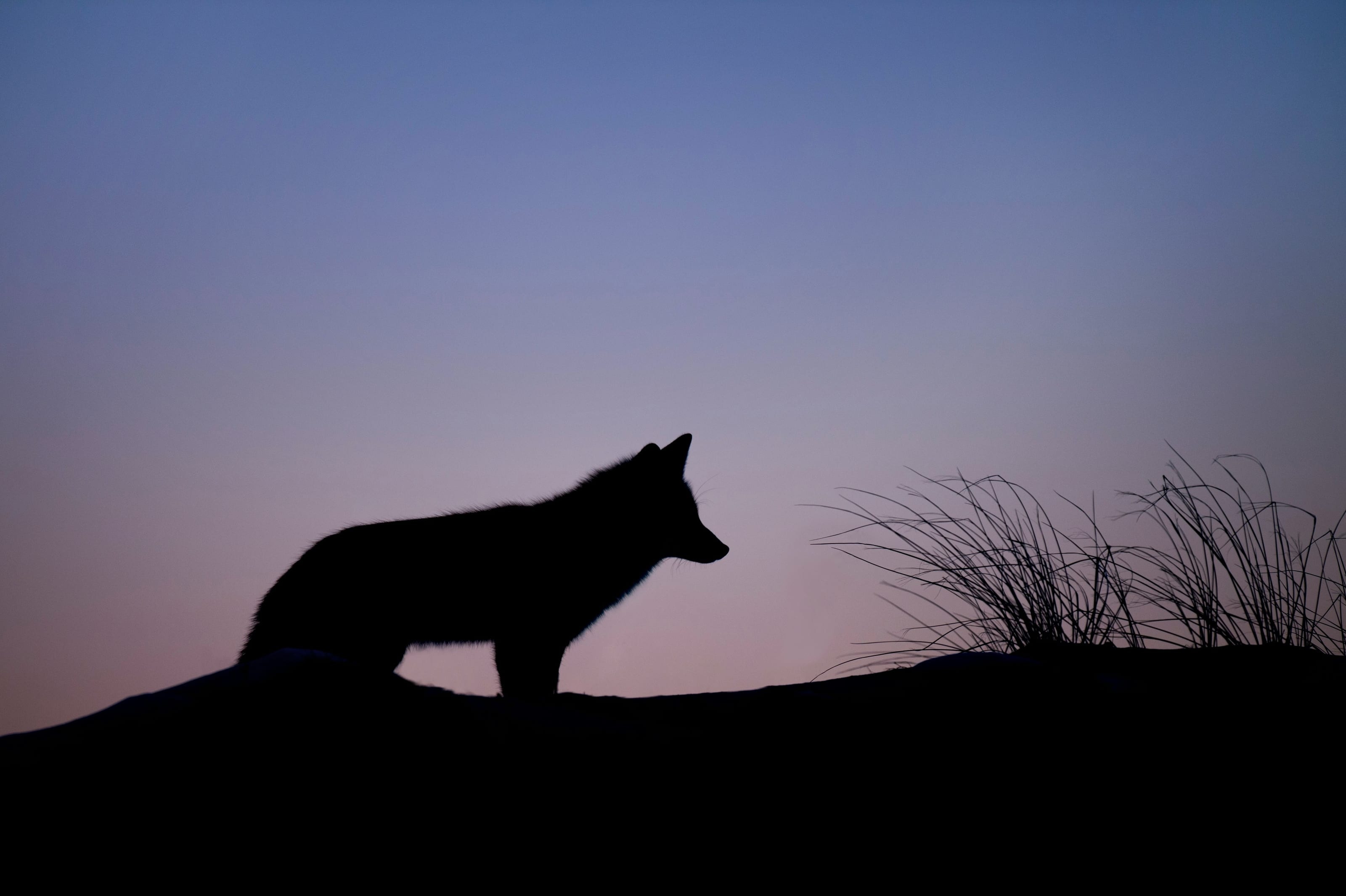Coyote silhouetted on a ridge against a dusk sky